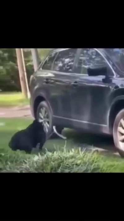 Just say if you don&rsquo;t want the dog