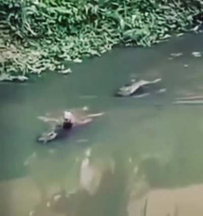 capybara on an alligator?! the new surfing experience