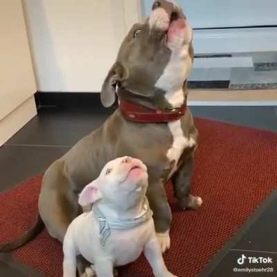 Puppy: "am I doing it right?"