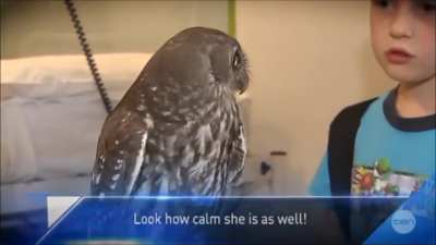 a calm owl