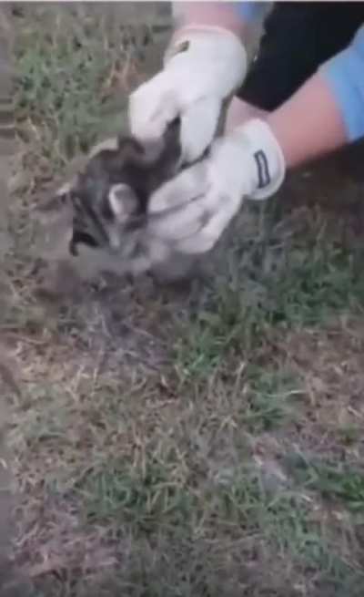 Little raccoon, big personality