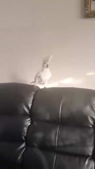 parrot