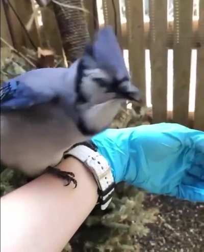 Blue jay