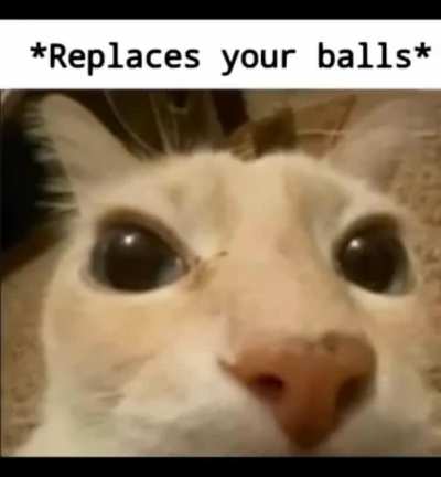 The cat i a lie