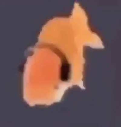 Puvlo song