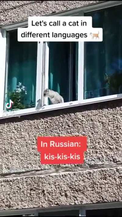 Hasta los gatos estan orgullosos de ser Mexicanos