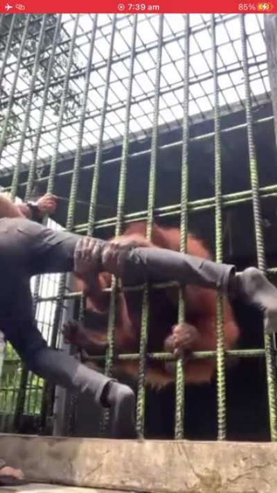 The last bit of video of ape got the leg.