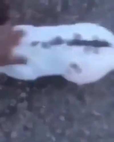 Bunny love...