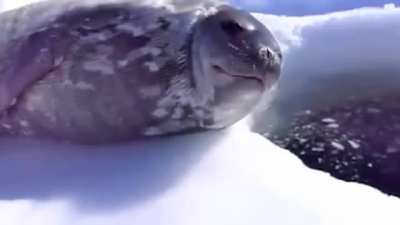 a kiss from a seal on the rose