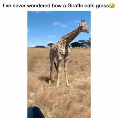 Hydraulic Llama