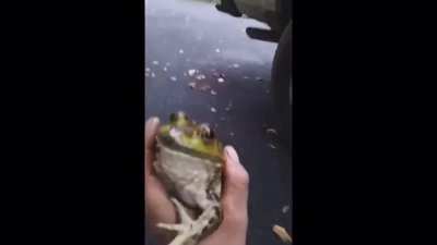 Froggo scream