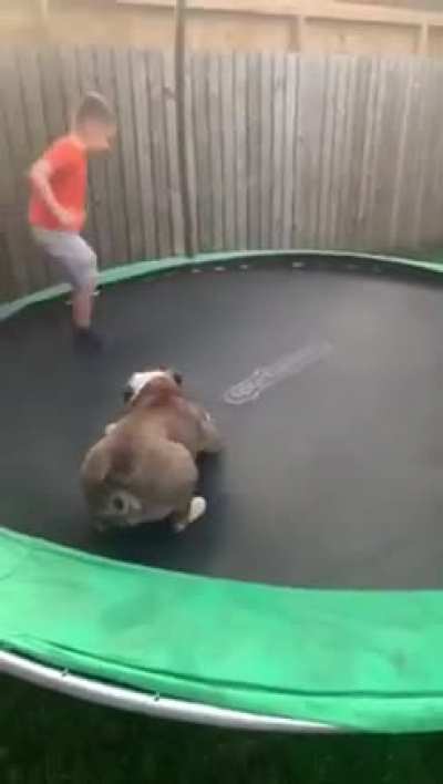The dog is having the time of his life 😂🤣