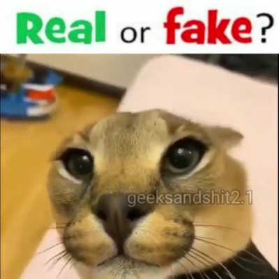 SUBHANALLAH ALLAH DİYEN KARAKULAK ILK DEFA G&Ouml;RENLER BEYENSIN 😳🙏🕋🤲
