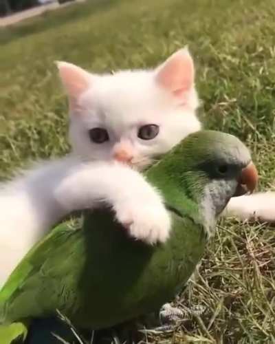 touch tha friend