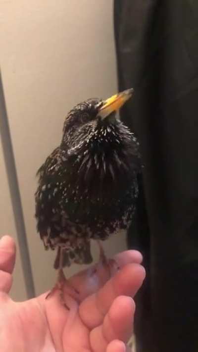 a bird imitating a human voice