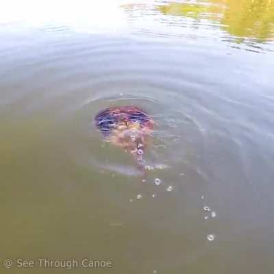 This is how Horseshoe Crabs swim