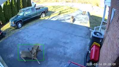 Deer Freakout