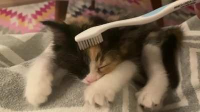 Brushin&rsquo; the fluff to sleep