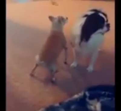 Blursed_dog