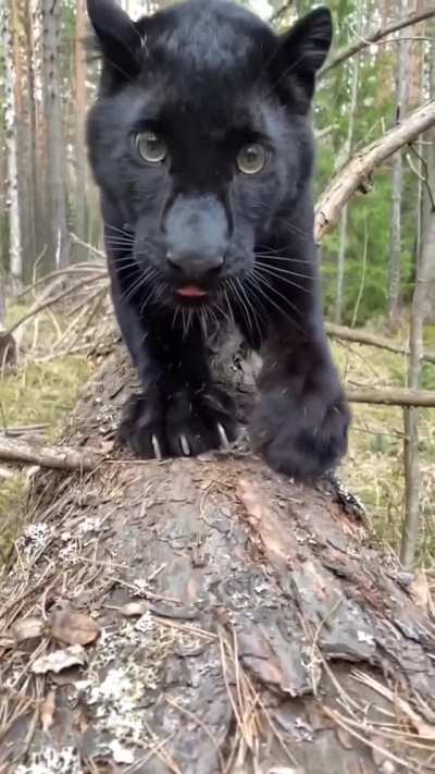 Good kitty