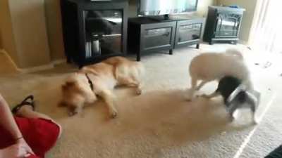 Dog.exe sleep mode enabled.