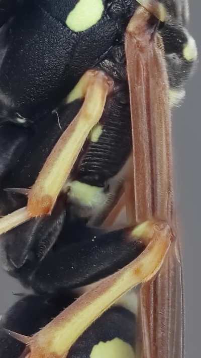 Paper wasp: