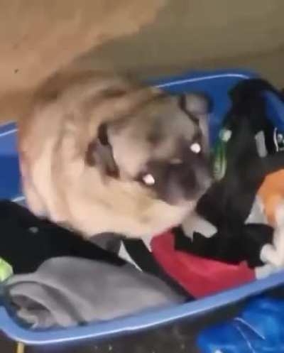The dancing dog was dancing in a laundry basket
