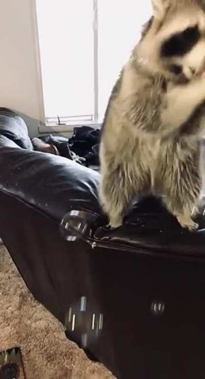 Bubbles bubbles!! Gotta catch em