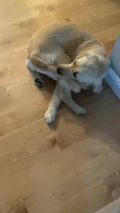 He caught his tail