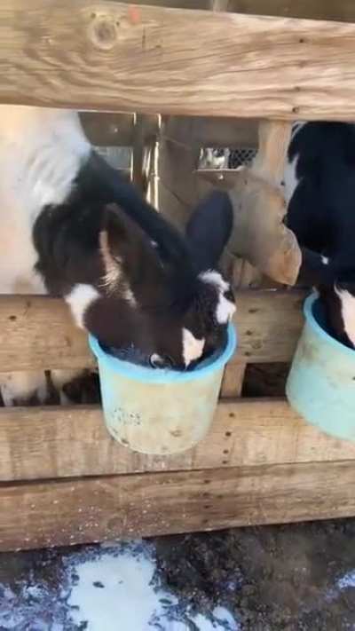 Goddamn it chug