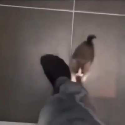 xd