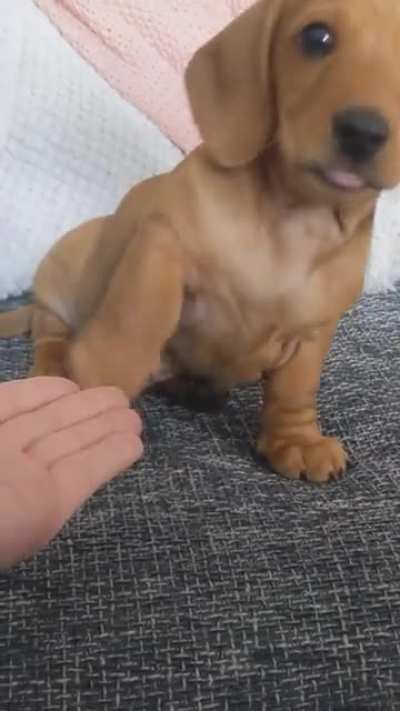 Brian learns the useless "paw" command