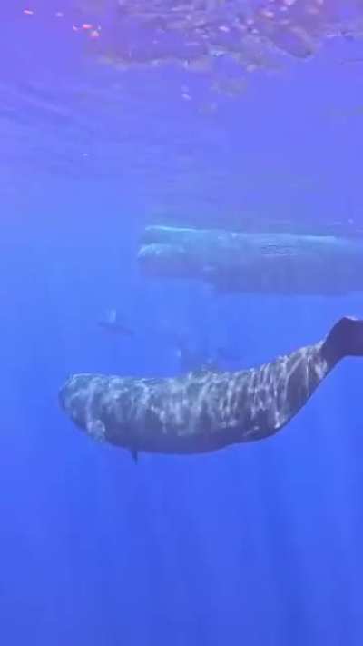 What&rsquo;s your favorite whale species?