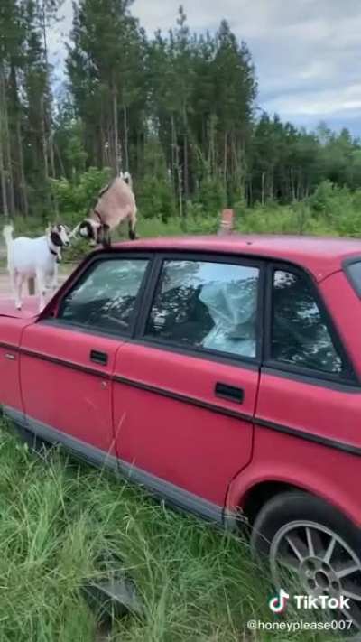 My Naughty Little Kids are Playing ❤️ 😃 🐐