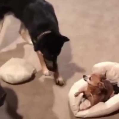Poor little guy didn't see that coming
