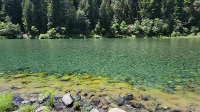 I Could Stare At This All Day (Redwoods NP, California)