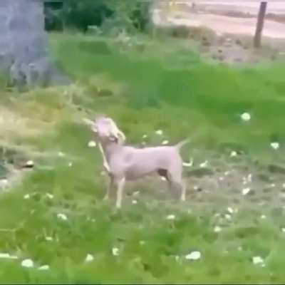 Perro poseido 100% real 👀