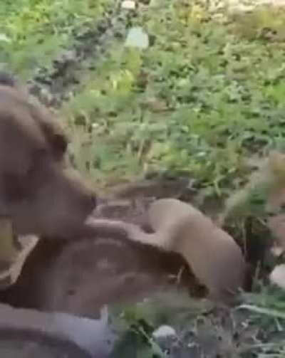 el perro solo quer&iacute;a jugar 😭