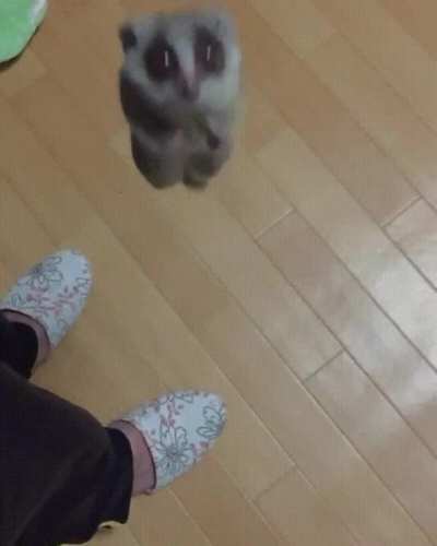 Cuteness Overload