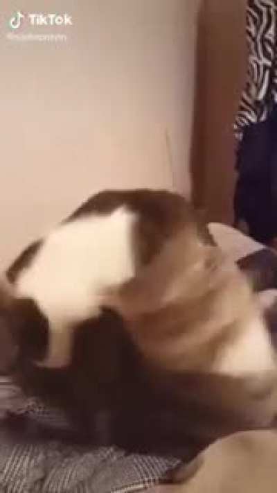 Catkills cat