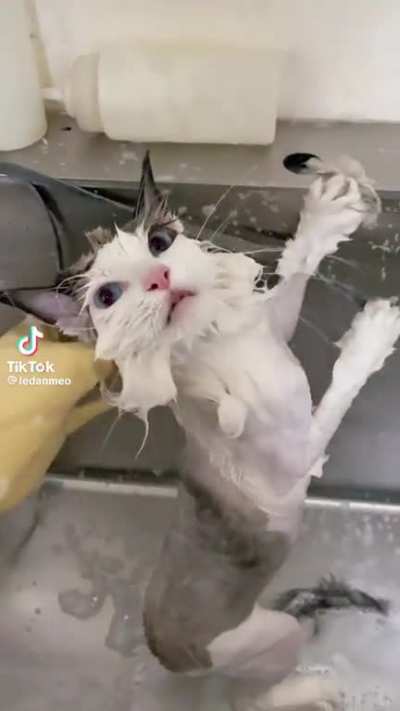 Lindo gato