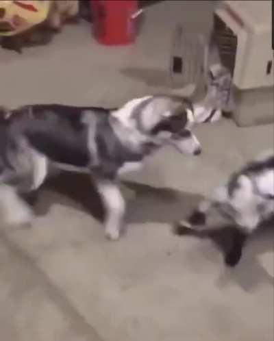 Fight or flight