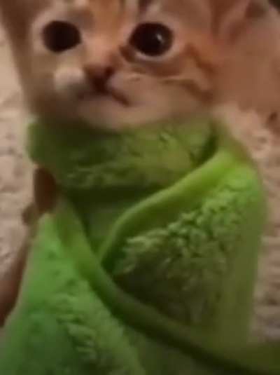 meow&hellip;&hellip; MEEOO&mdash;