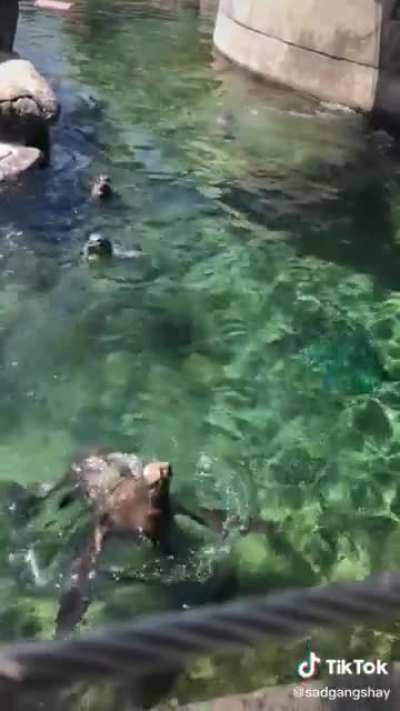 Seal
