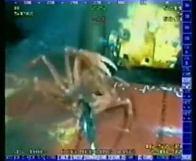 Ah crab.