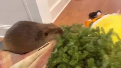 This beaver was orphaned and rescued as a newborn, Watch the incredible instinct to build a dam, even though it&rsquo;s never seen it&rsquo;s parents build one.
