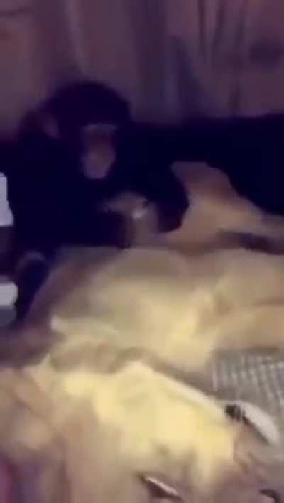 Monkeys don&rsquo;t take shit from anyone