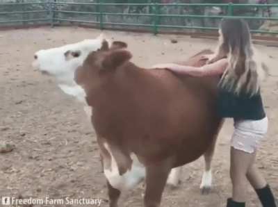 Happy cow at Freedom Farms