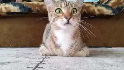 Cat watching a horror movie. [Watch*cat*dieinside] (u/freshOstrich6)