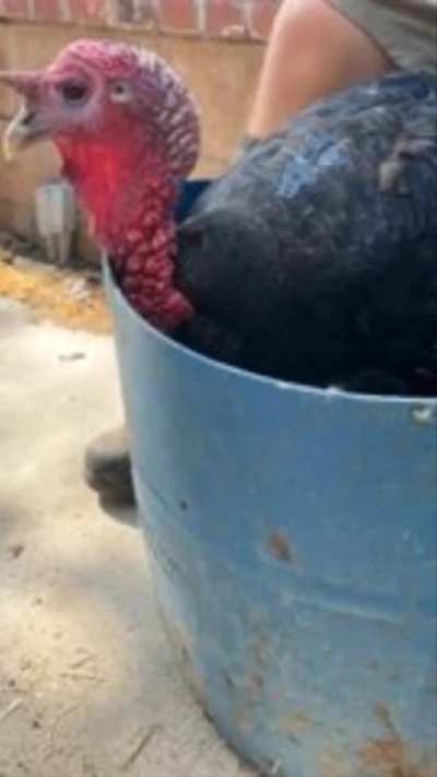 The Story of Tom Mix the Pioneertown Turkey